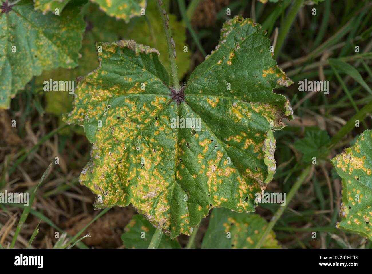 Mallow rust (Puccinia malvacearum) necrotic lesions on the upper surface of a common mallow (Malva neglecta) leaf, Berkshire, June Stock Photo