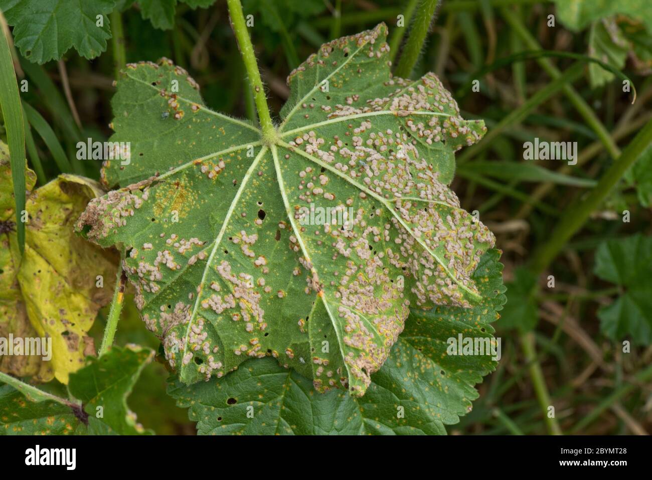 Mallow rust (Puccinia malvacearum) disease pustules on the lower surface of a common mallow (Malva neglecta) leaf, Berkshire, June Stock Photo