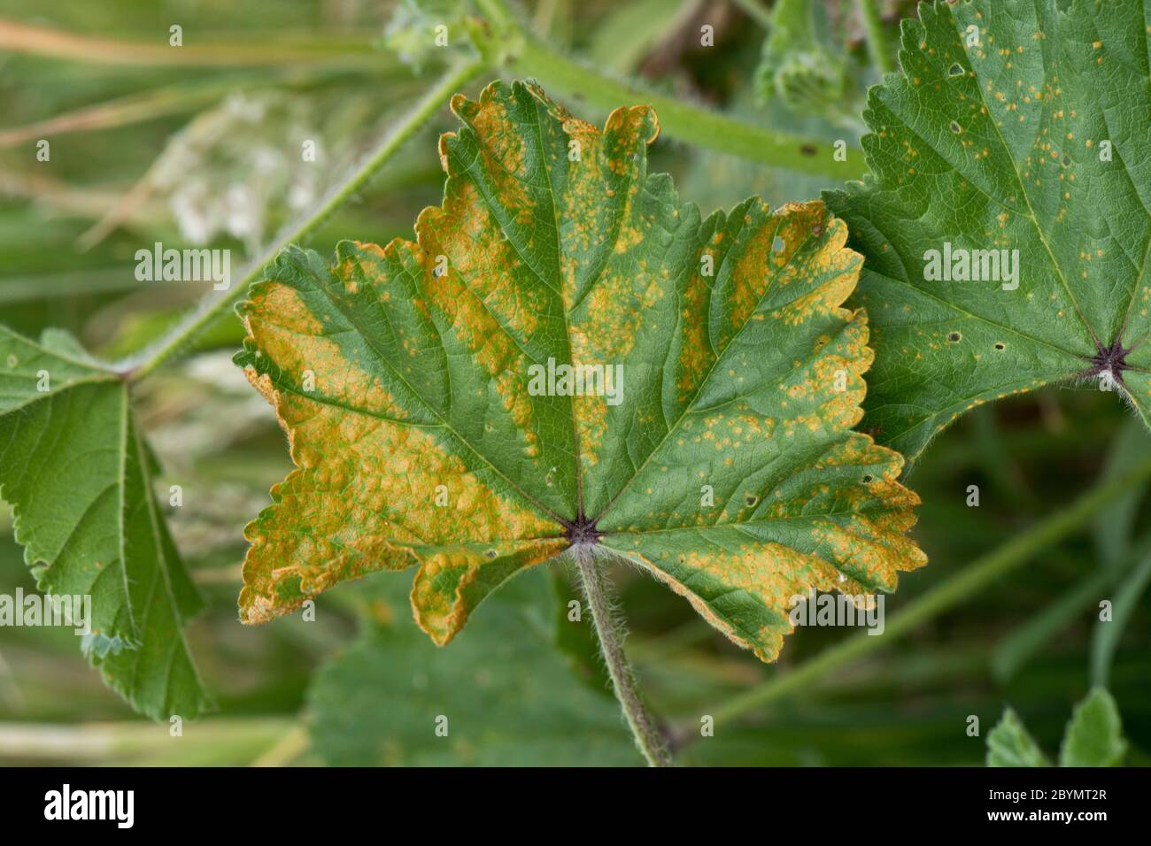 Mallow rust (Puccinia malvacearum) necrotic lesions on the upper surface of a common mallow (Malva neglecta) leaf, Berkshire, June Stock Photo
