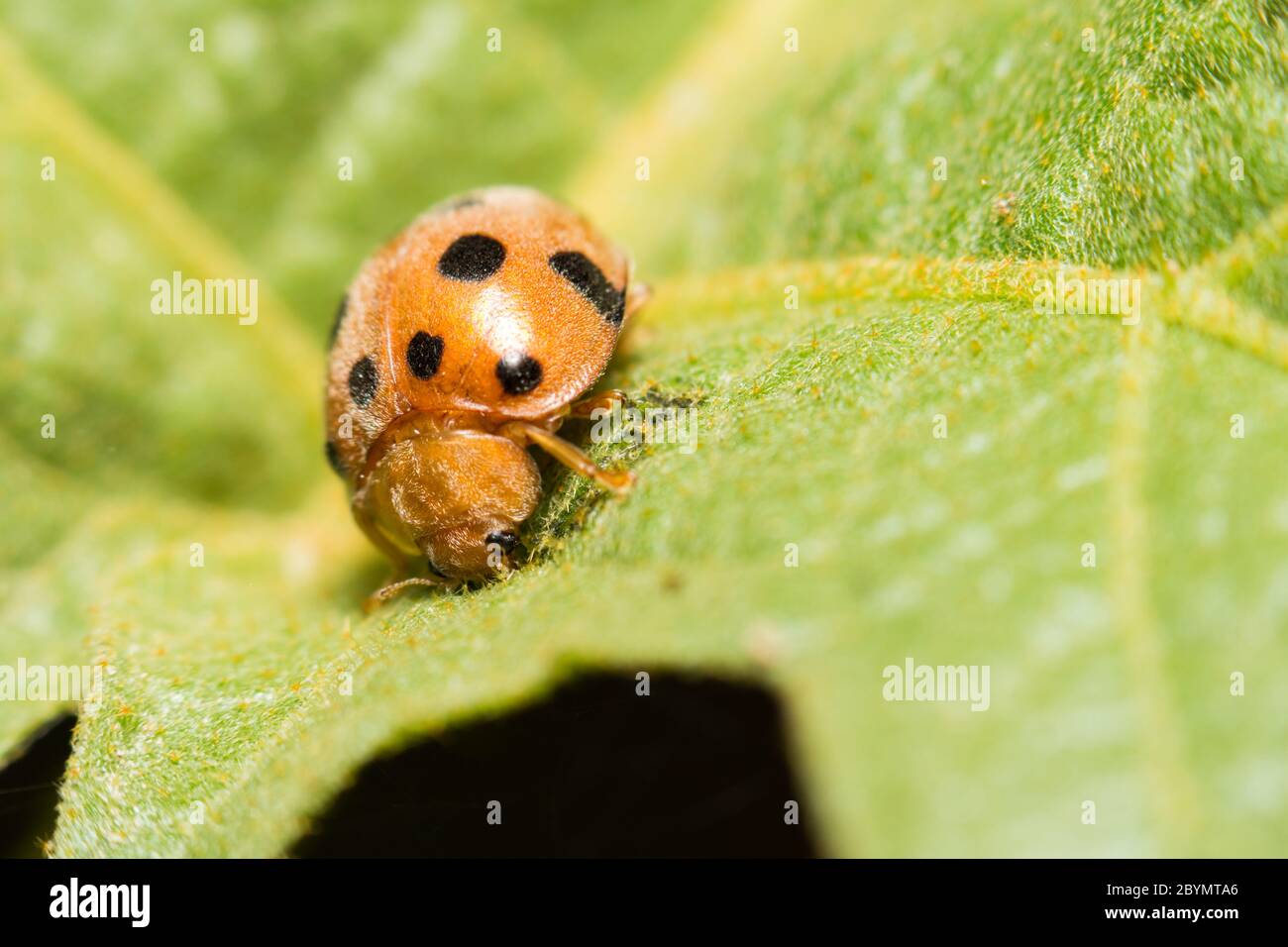extra soft focus ladybug macro on green leaf Stock Photo
