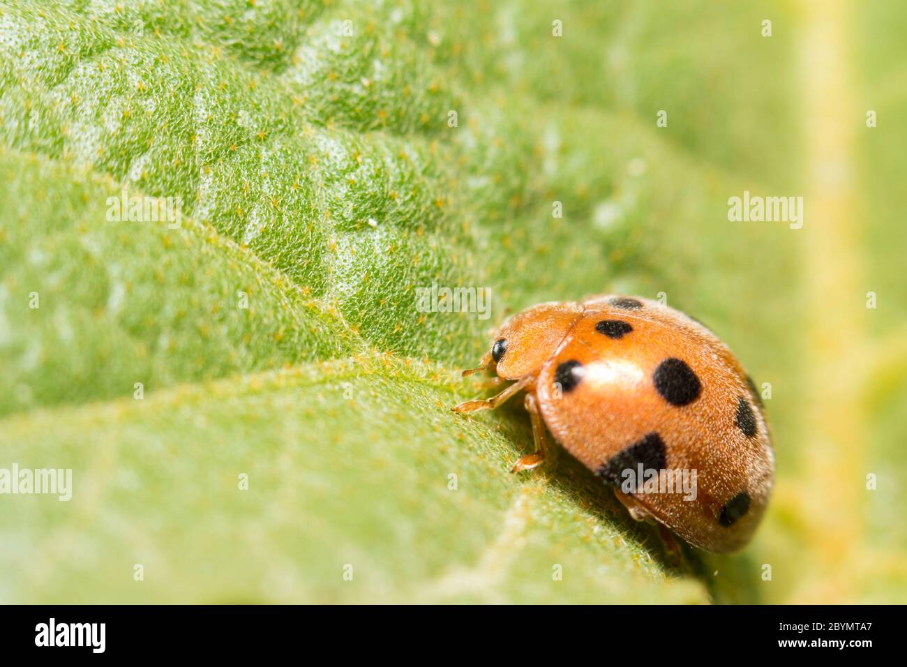 extra soft focus ladybug macro on green leaf Stock Photo