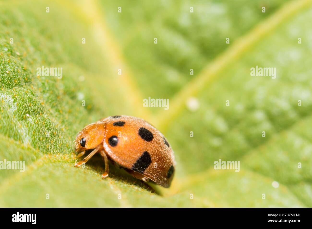 extra soft focus ladybug macro on green leaf Stock Photo