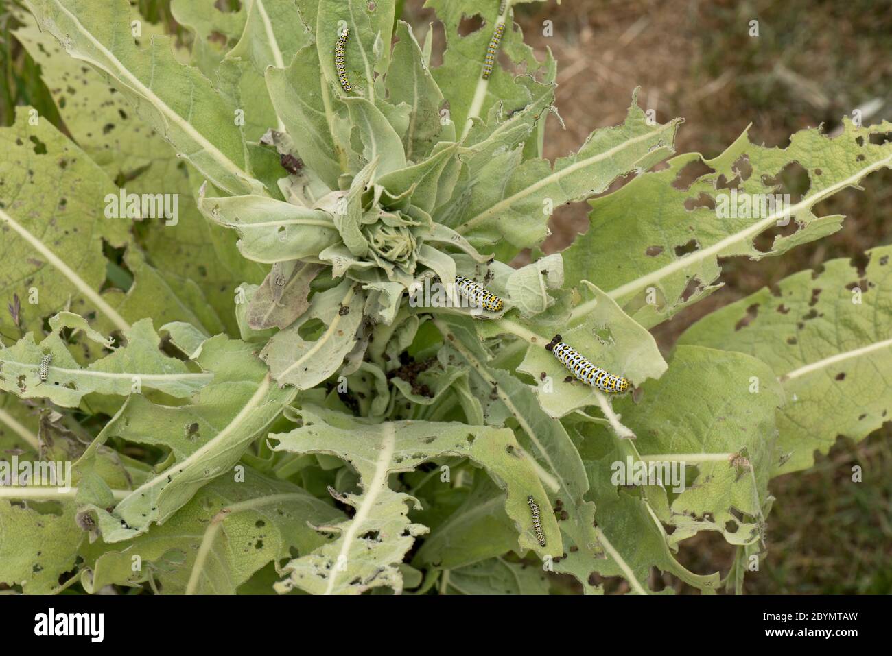 Mullein moth (Cucullia verbasci) caterpillars and severe damage to a mullein (Verbascum sp.) leaves, Berkshire, June Stock Photo