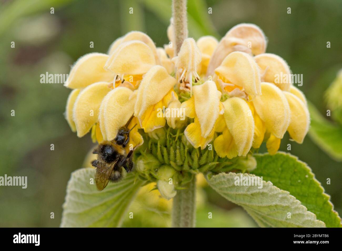 Turkish sage (Phlomis russeliana) with a whorl of yellow hooded flowers being visited by a bumblebee, Berkshire, June Stock Photo