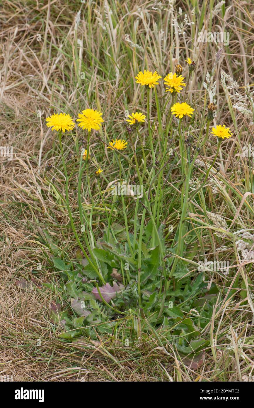 Common catsear (Hypochaeris radicata) flowering plant in dry grassland, Berkshire, June Stock Photo