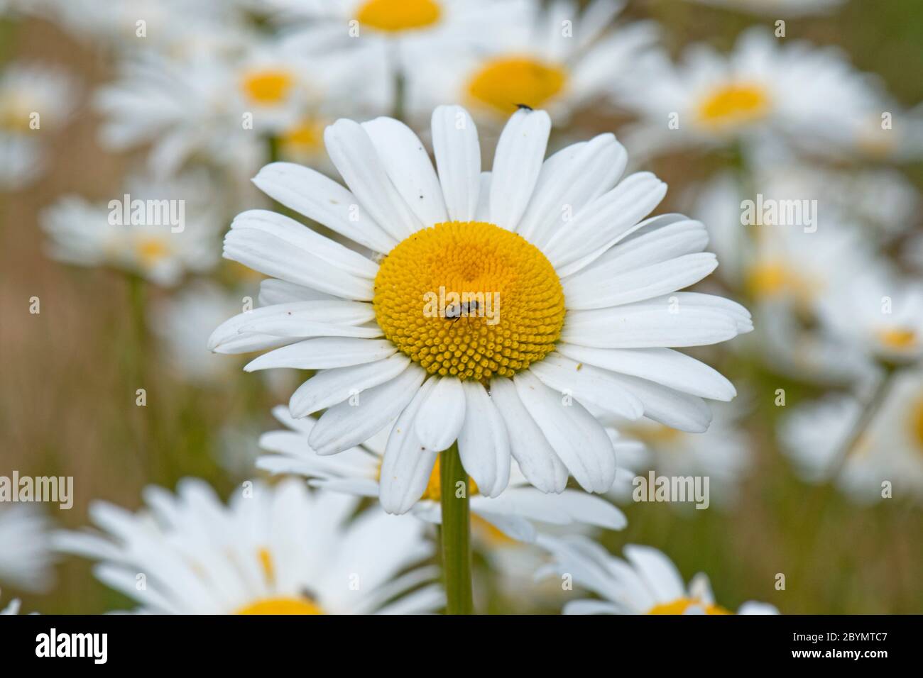 Oxeye daisies (Chrysanthemum vulgare) a single flower in a group of daisies with white ray and yellow disc florets, Berkshire, June Stock Photo