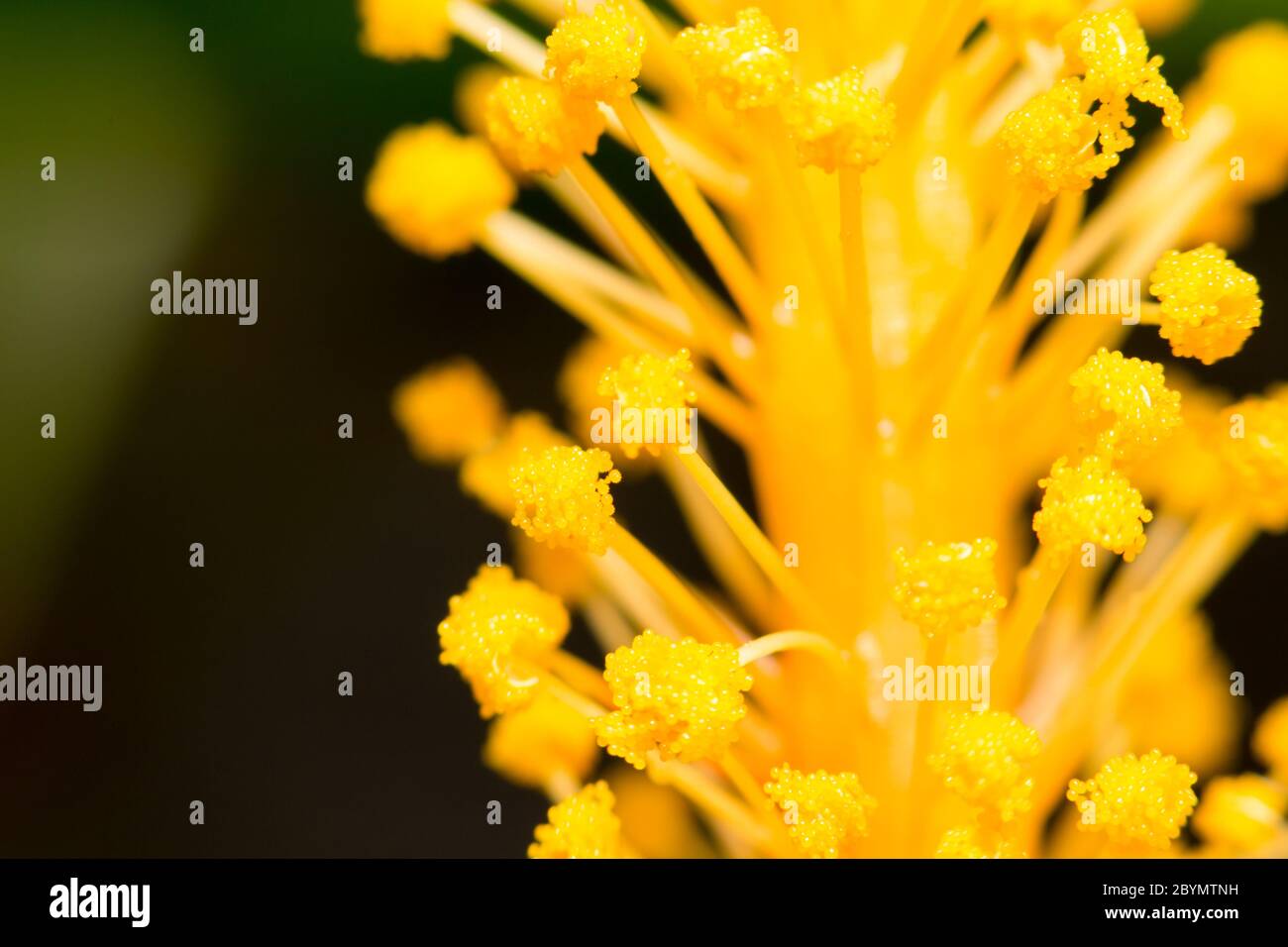Hibiscus pistil macro close hi-res stock photography and images - Alamy