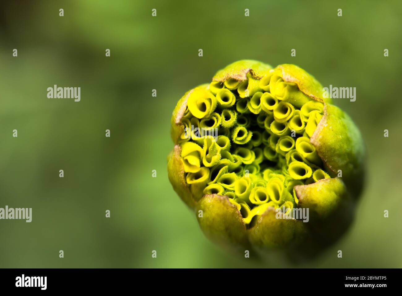extra closeup soft focus flower skin macro in garden Stock Photo Alamy