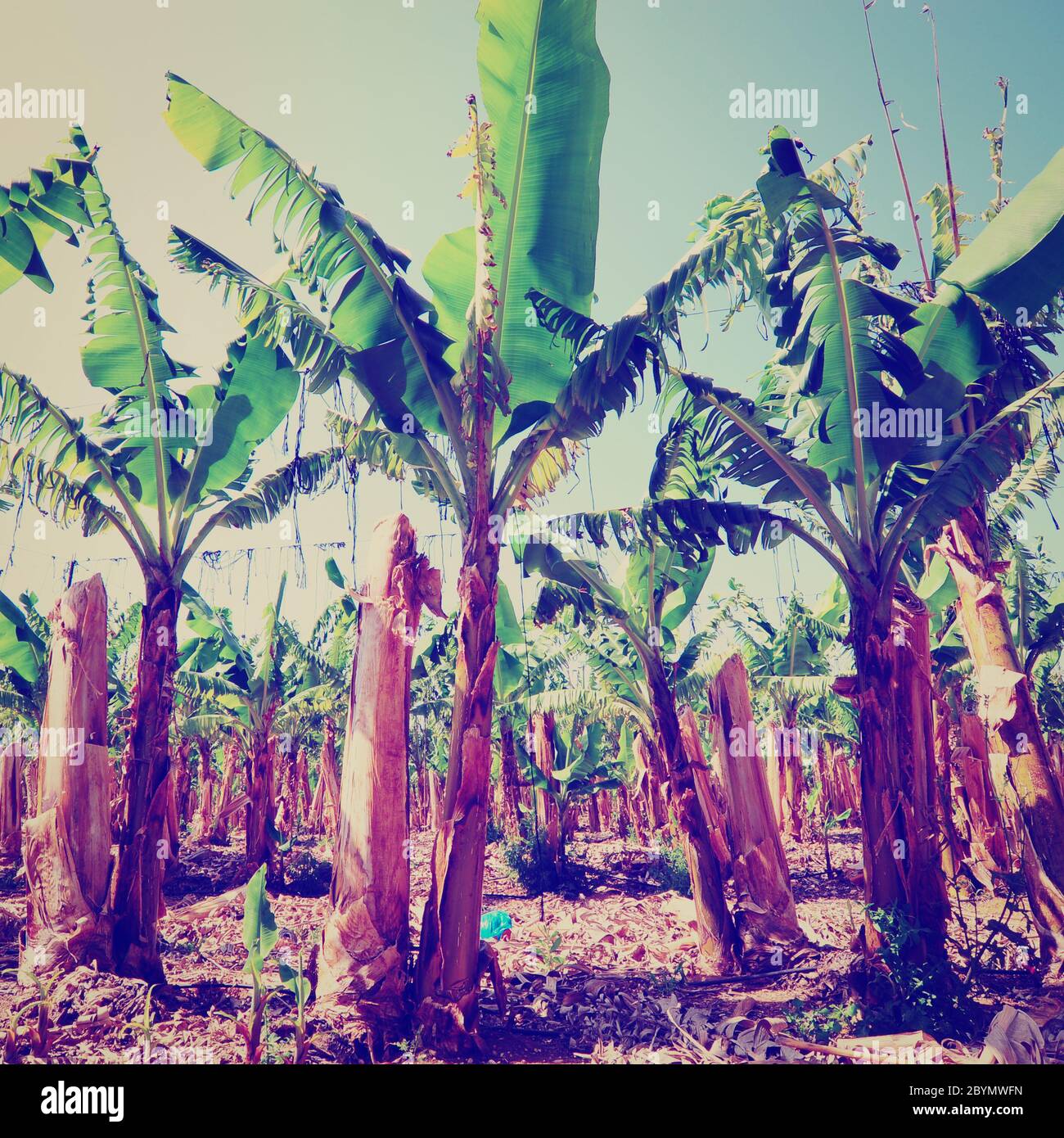 Withered banana tree leaf hires stock photography and images Alamy