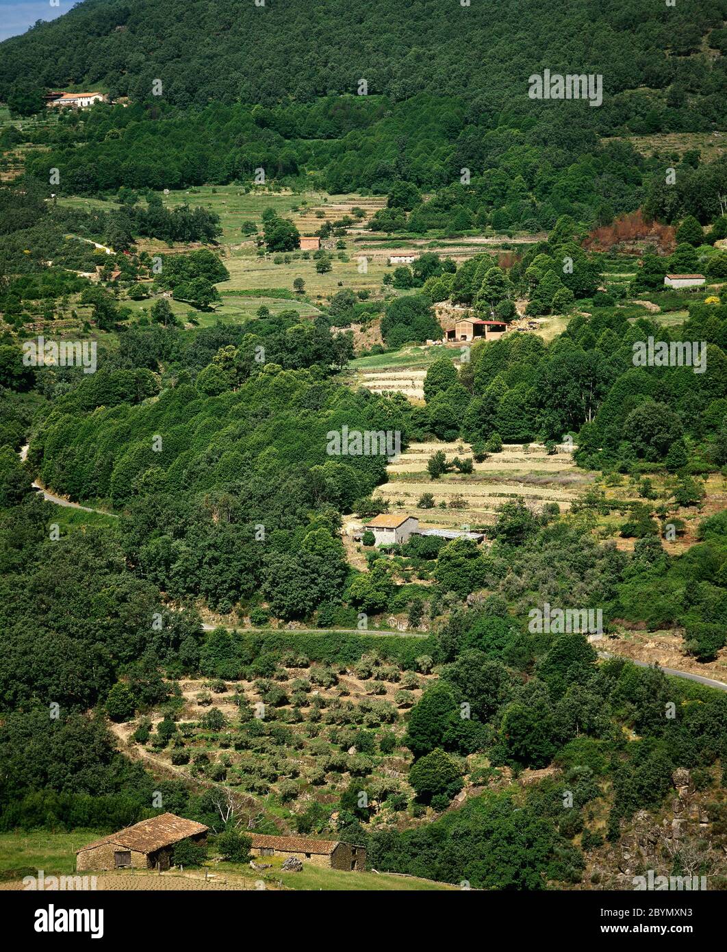Terrace farming. Surroundings of the village of Guijo de Santa Barbara. La Vera region. Province of Caderes, Extremadura, Spain. Stock Photo