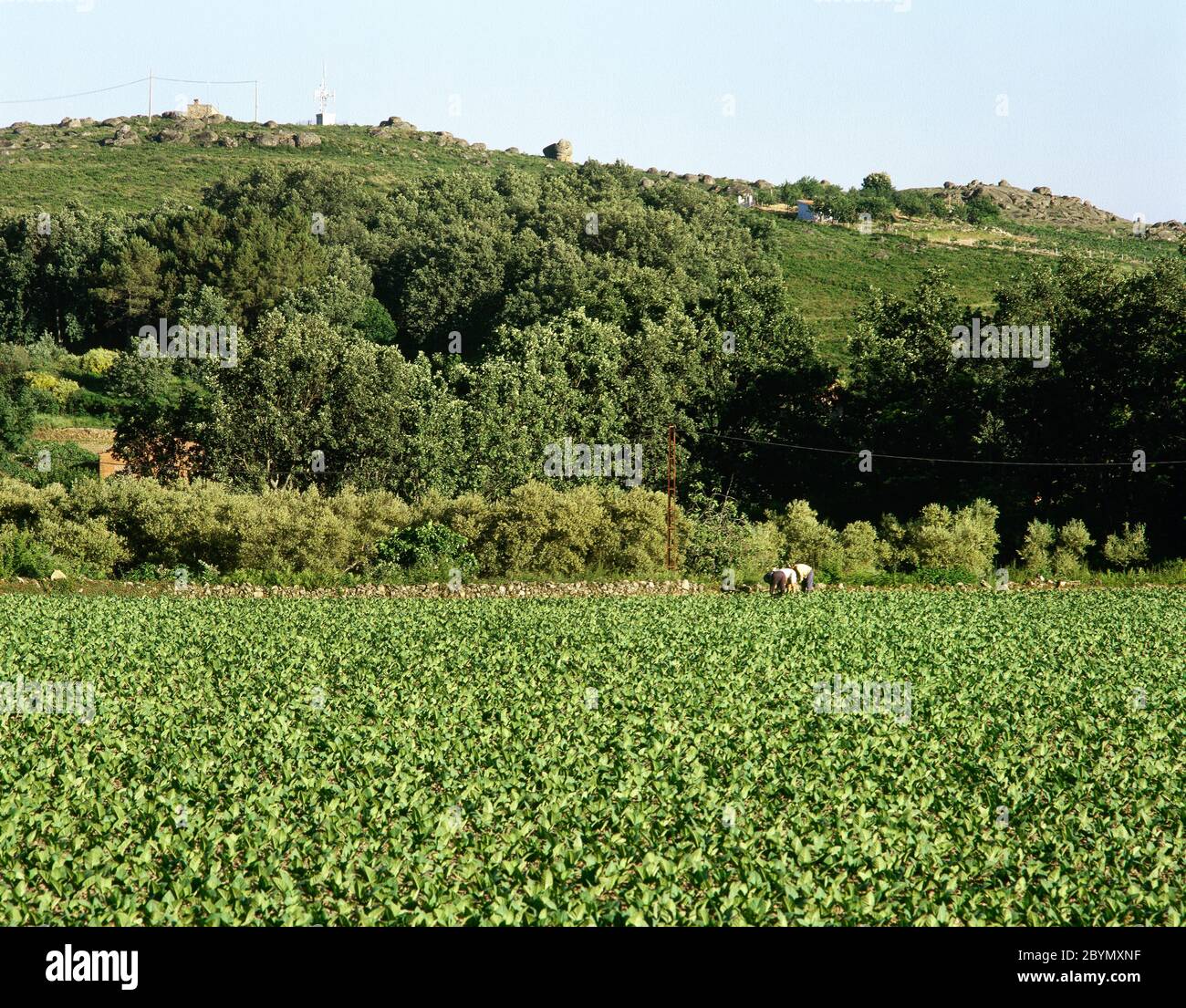 Tobacco plantation in the outskirts of the village of Jarandilla de la Vera. Extremadura, province of Caceres, Spain. Stock Photo