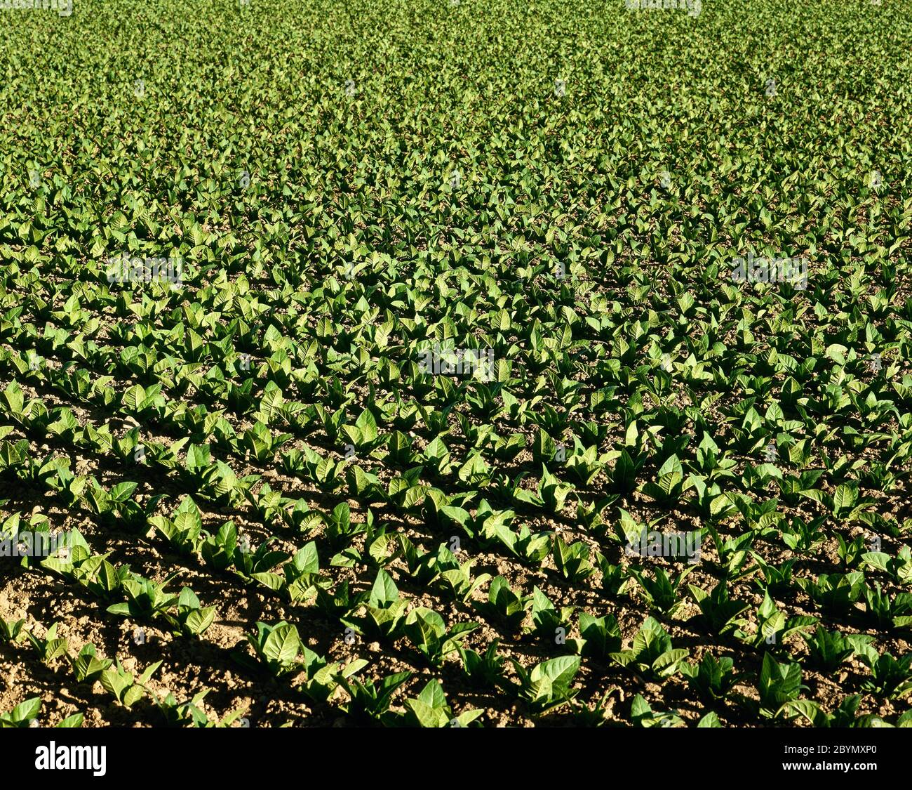 Tobacco plantation in the outskirts of the village of Jarandilla de la Vera. Extremadura, province of Caceres, Spain. Stock Photo
