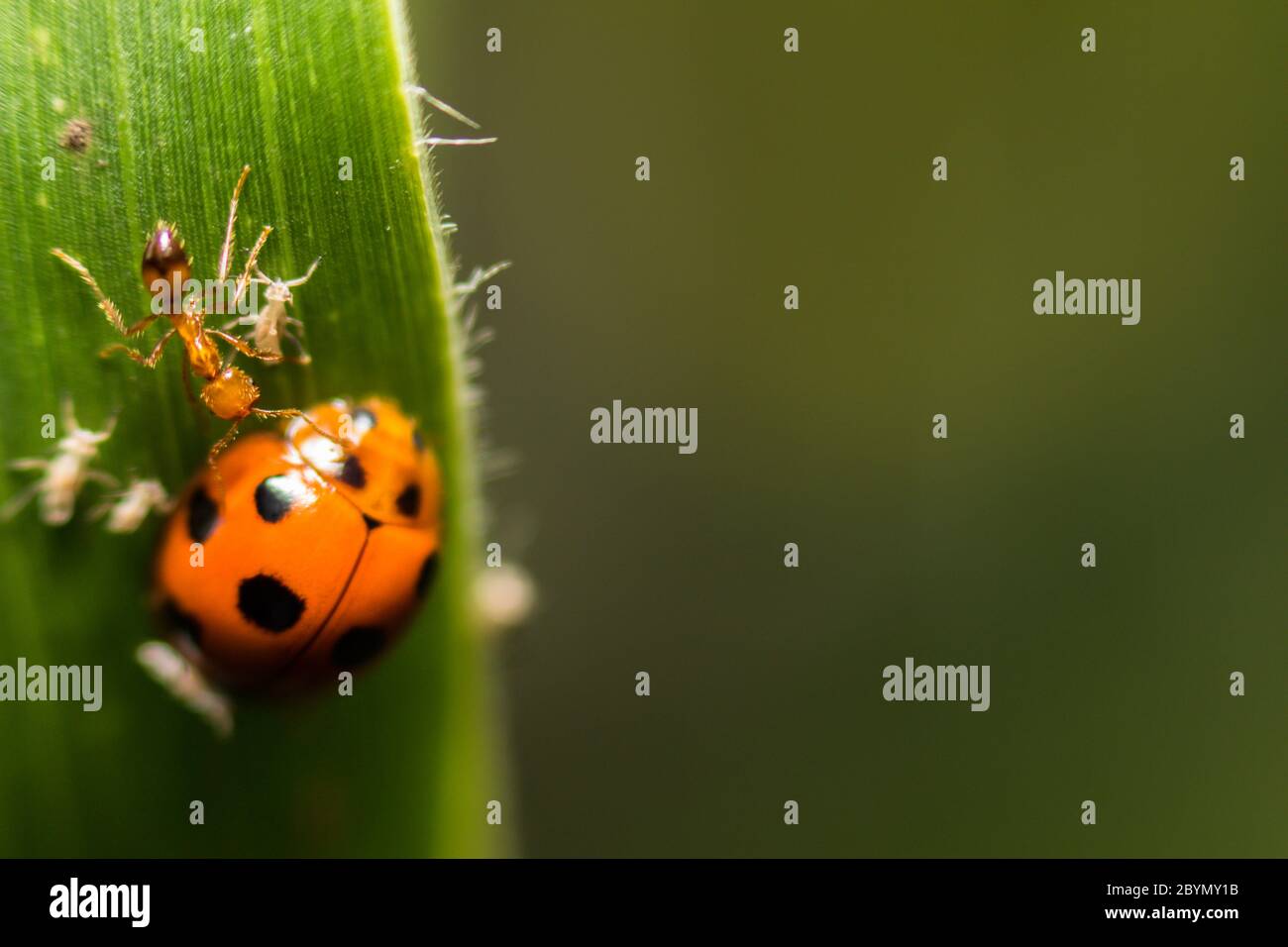 extra soft focus ladybug macro on green leaf Stock Photo