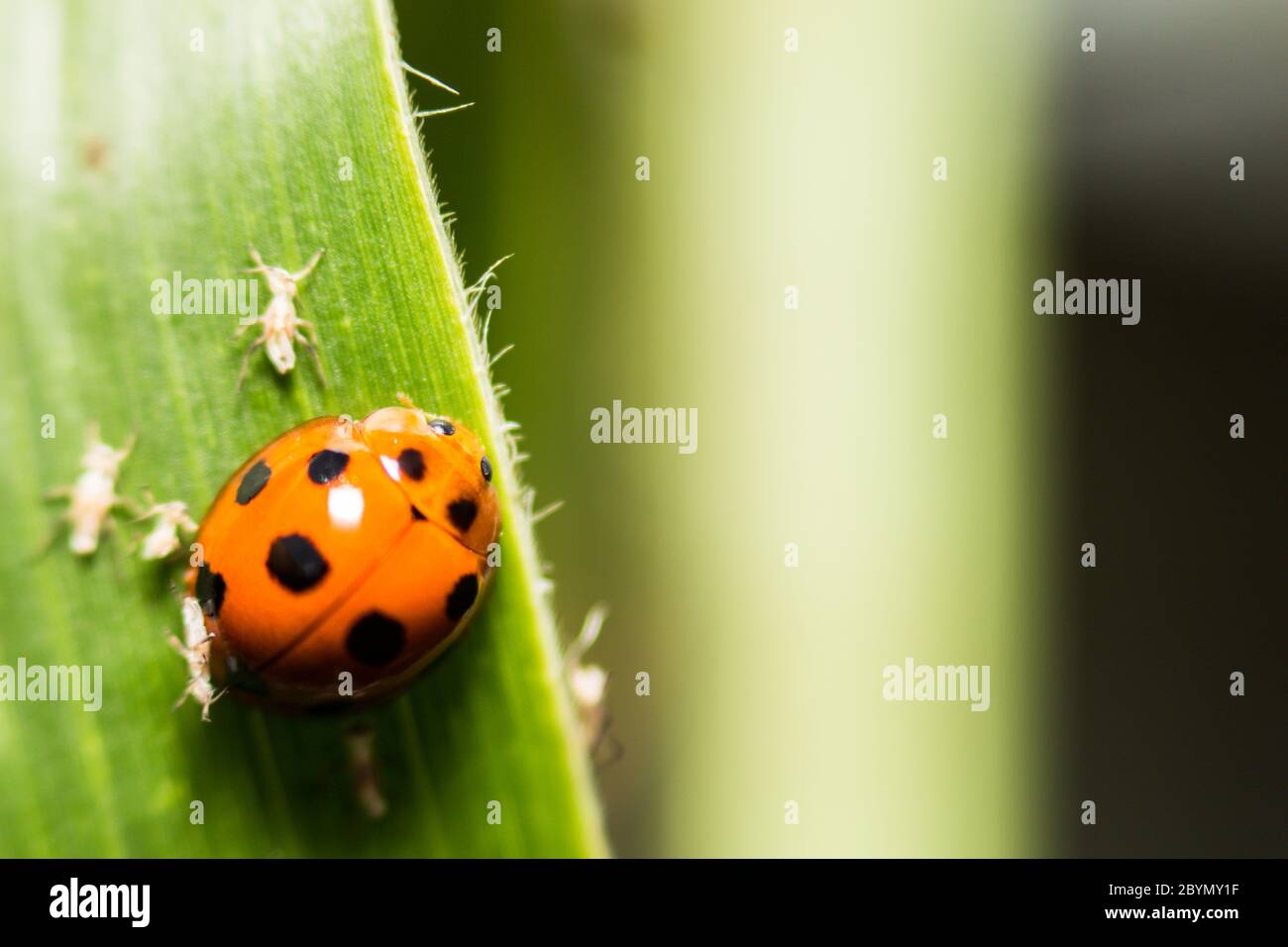 extra soft focus ladybug macro on green leaf Stock Photo