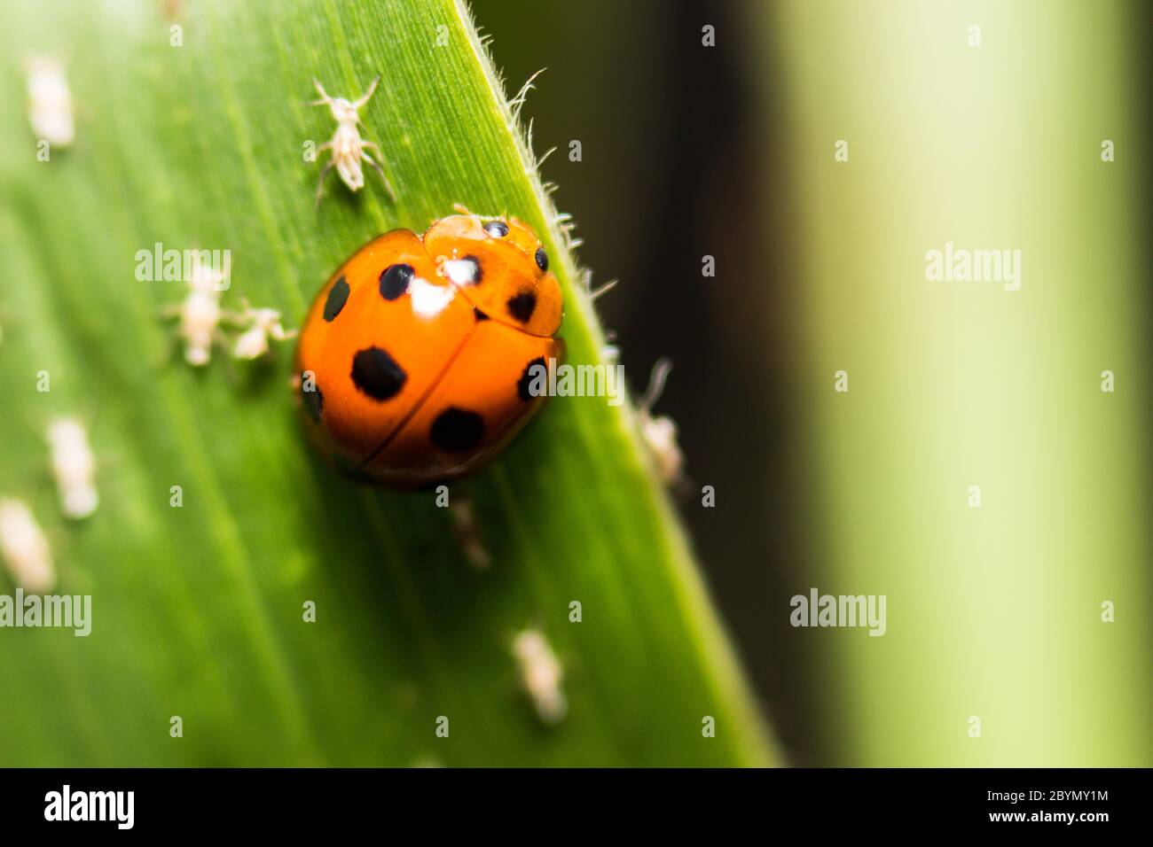 extra soft focus ladybug macro on green leaf Stock Photo