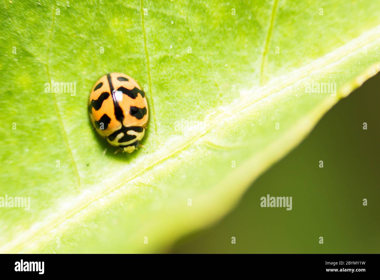 extra soft focus ladybug macro on green leaf Stock Photo