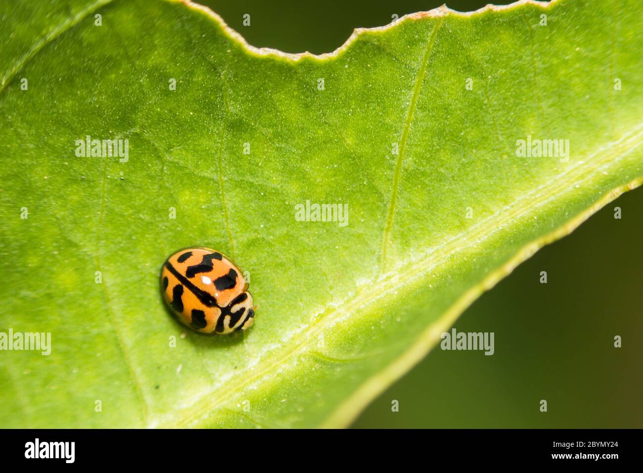 extra soft focus ladybug macro on green leaf Stock Photo