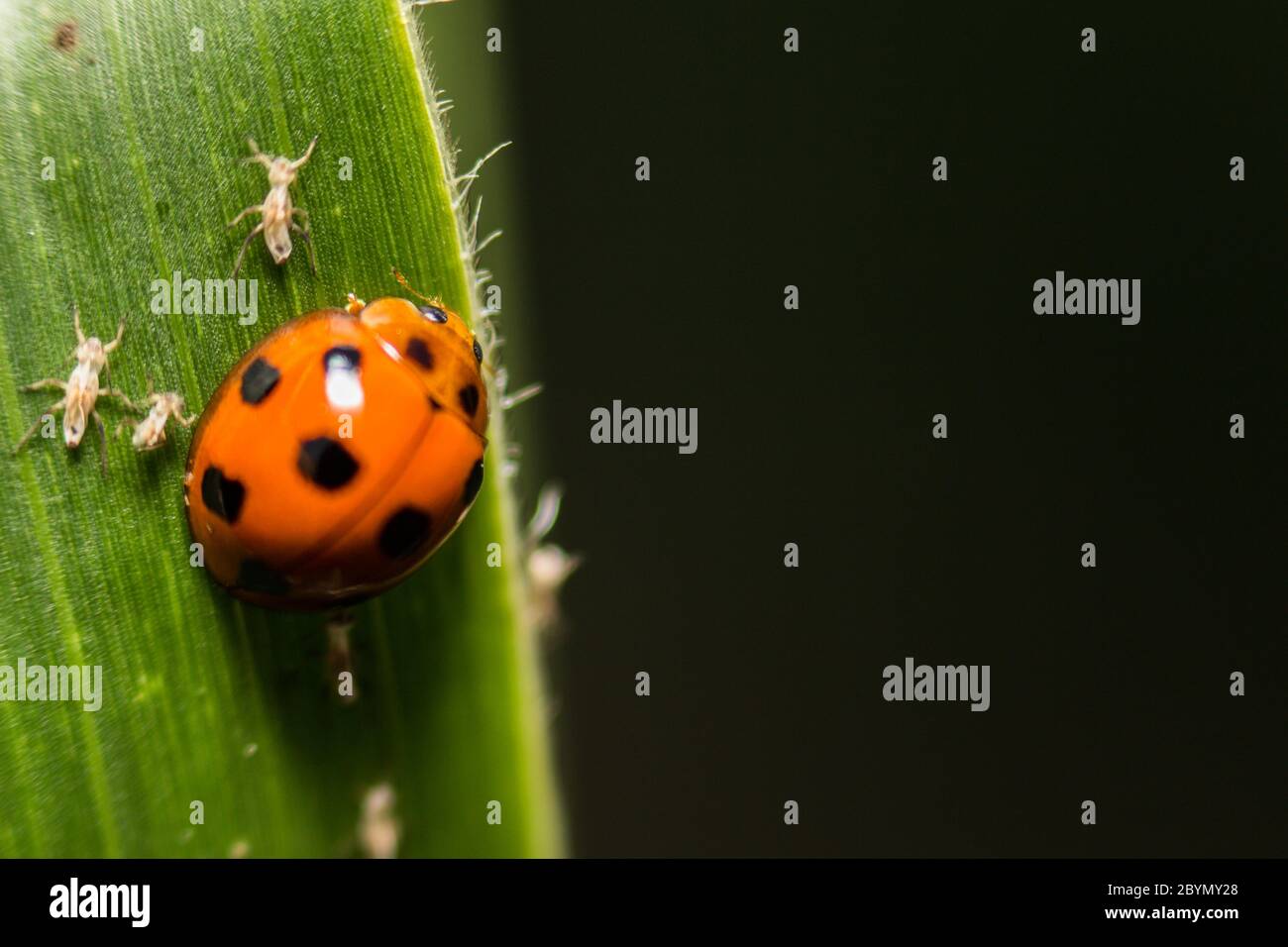 extra soft focus ladybug macro on green leaf Stock Photo