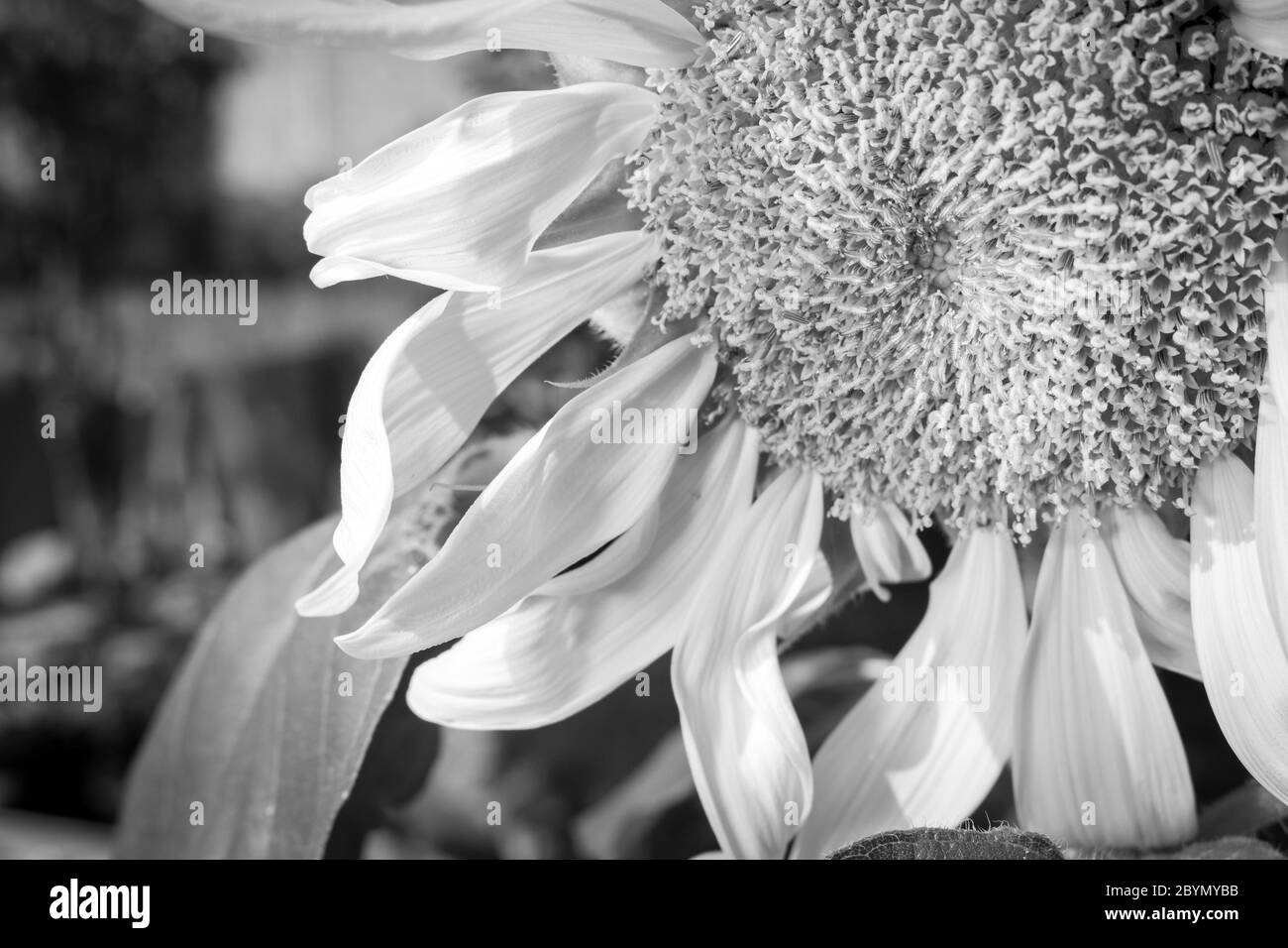 Sunflower leaf closeup Black and White Stock Photos & Images - Alamy