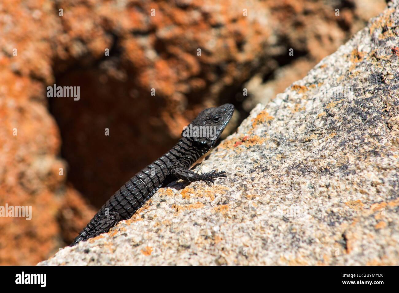 A black girdled Lizard, basking in the sun on granitic boulders at the Look-out point, the dak of Namakwaland, in the Namaqualand National Park, South Stock Photo