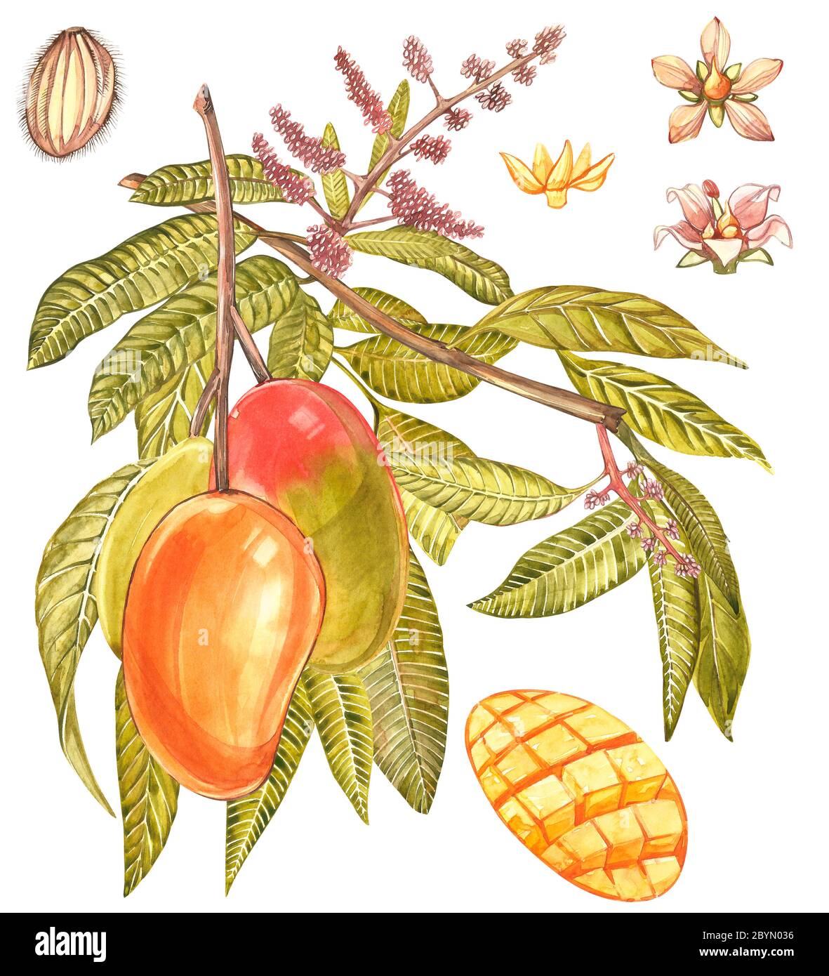 Set of Watercolor botanical illustration. Mango Fruit and flowers isolated  on white background Stock Photo - Alamy