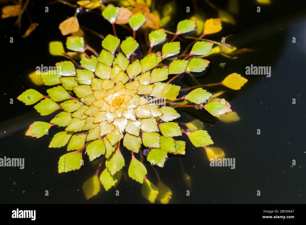 close-up water chestnut or trapa bispinosa roxb in swamp, floating plant Stock Photo