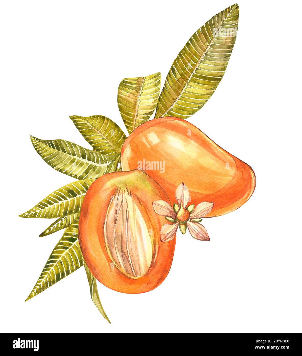 Mango fruits vintage design template. Watercolor botanical illustration