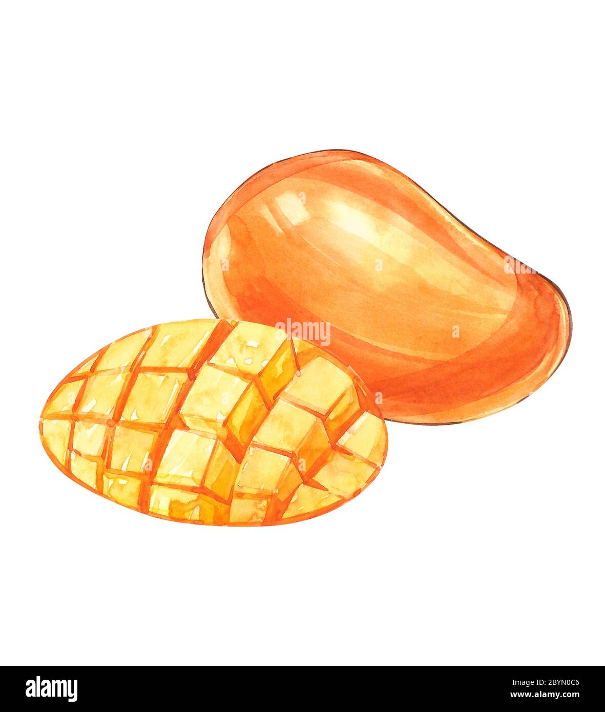 Mango fruits vintage design template. Watercolor botanical illustration