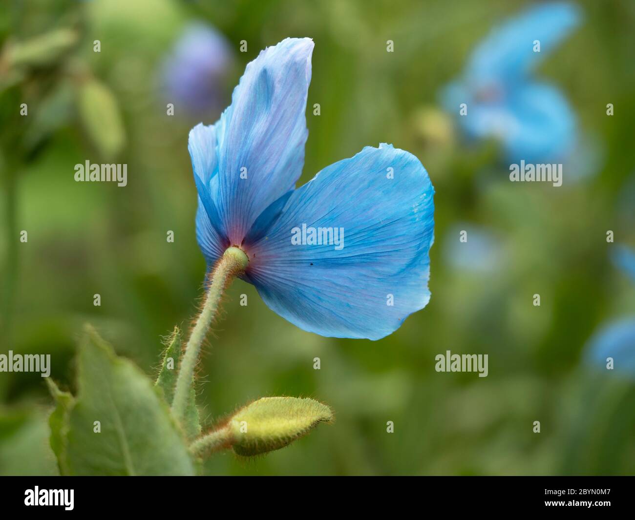 Blue himalayan hi-res stock photography and images - Alamy