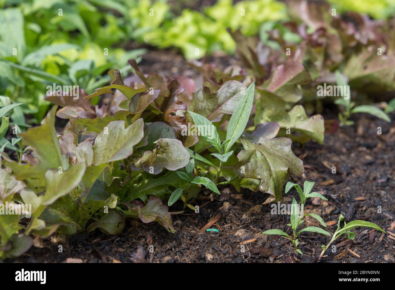 closeup of planted salads growing in a bed Stock Photo