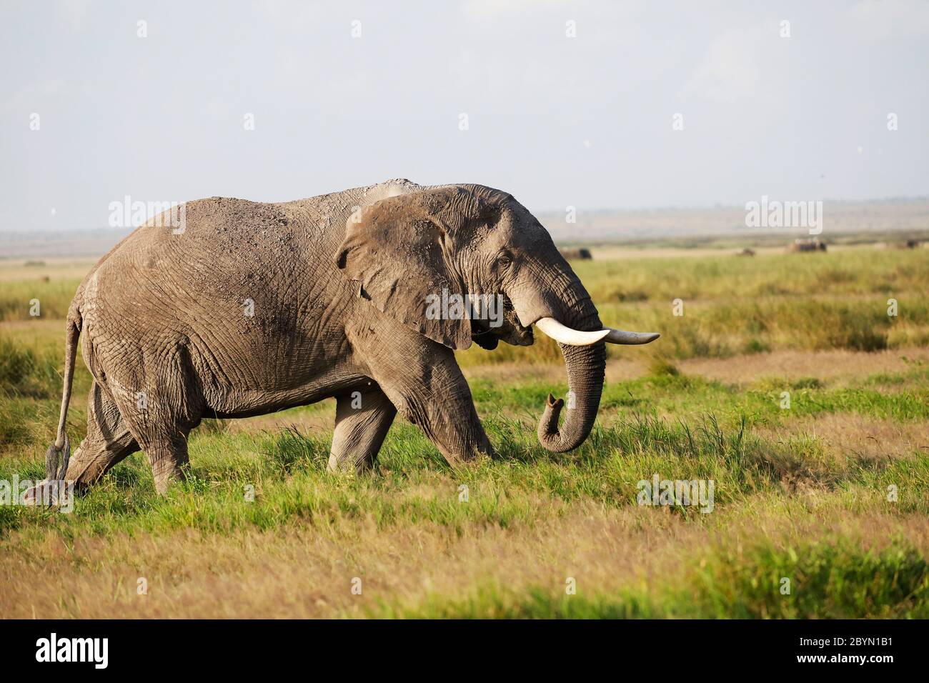 Elephants in Amboseli Nationalpark, Kenya, Africa Stock Photo