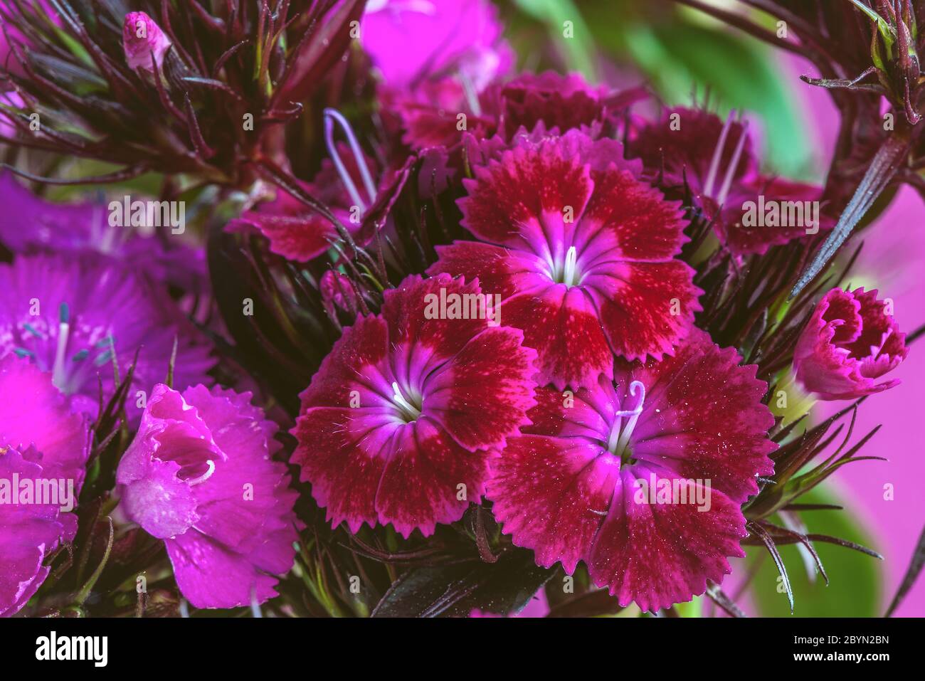 Purple color of Turkish carnation flower, macro. Bearded clove, or Turkish clove (Dianthus barbatus) is a perennial plant from the clove family, but i Stock Photo