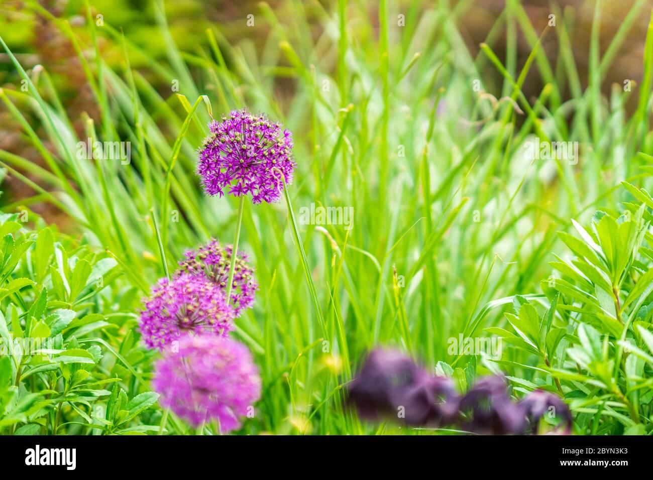 Purple Allium Llowers. (Allium Giganteum) Found in a New York City Park Stock Photo