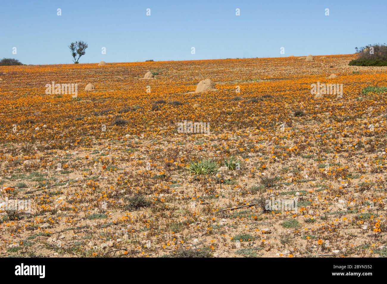 A carpet of orange Namaque Daisies in the springtime in the Namaqua National Park of South Africa Stock Photo