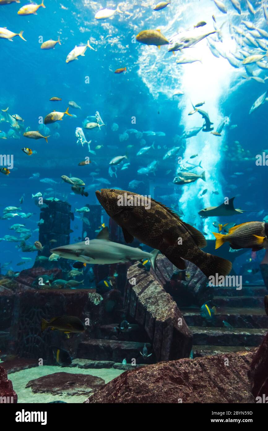 Aquarium tropical fish on a coral reef Stock Photo - Alamy
