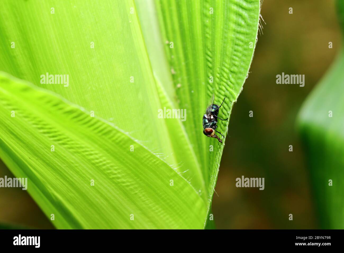 insect on green leaf background texture in nature Stock Photo