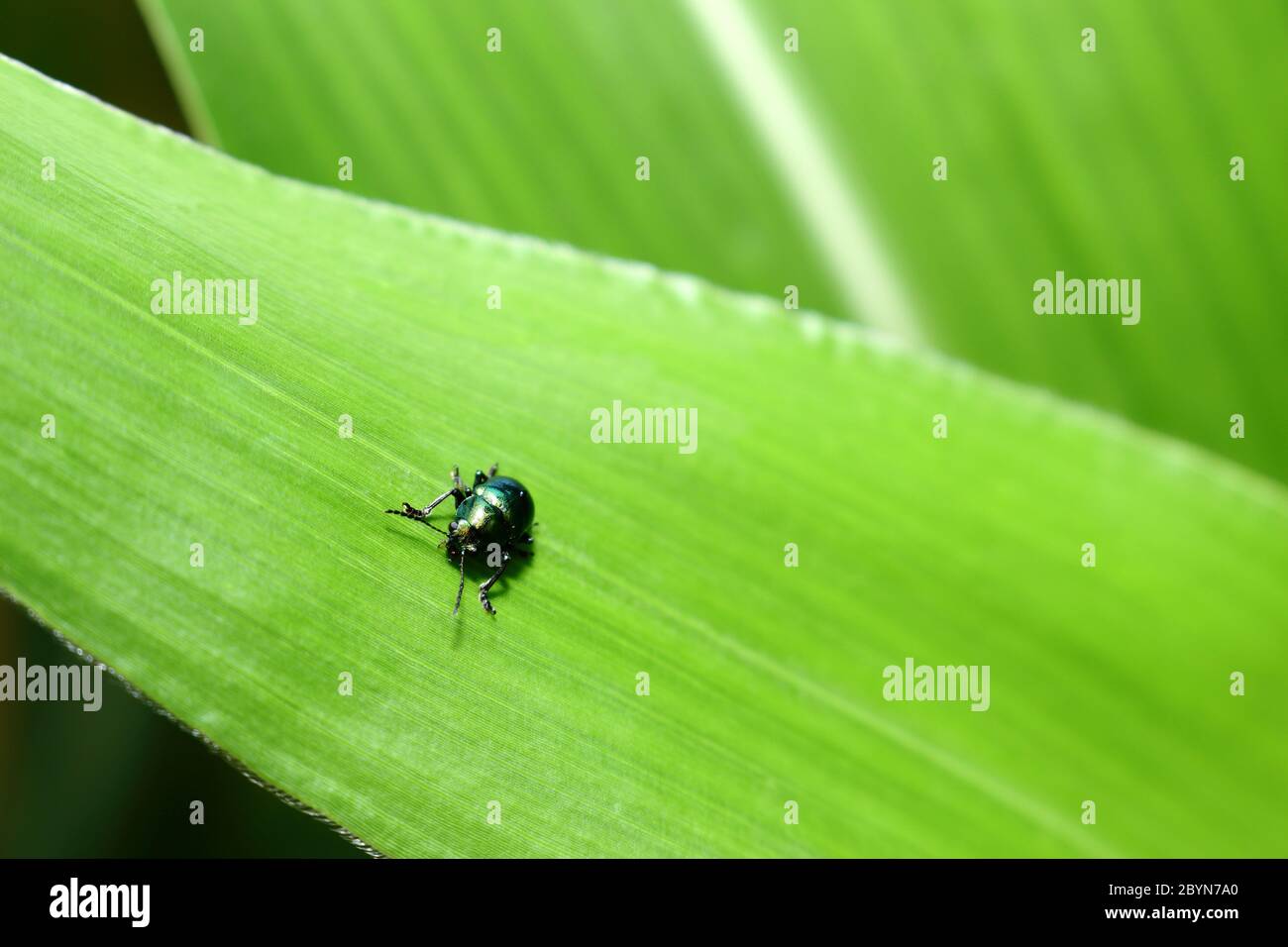 insect on green leaf background texture in nature Stock Photo