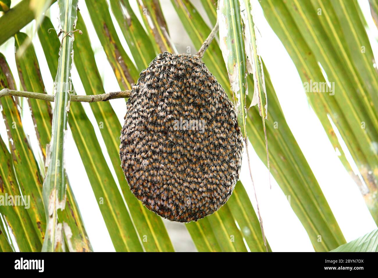Bees inside beehive queen hi-res stock photography and images - Alamy