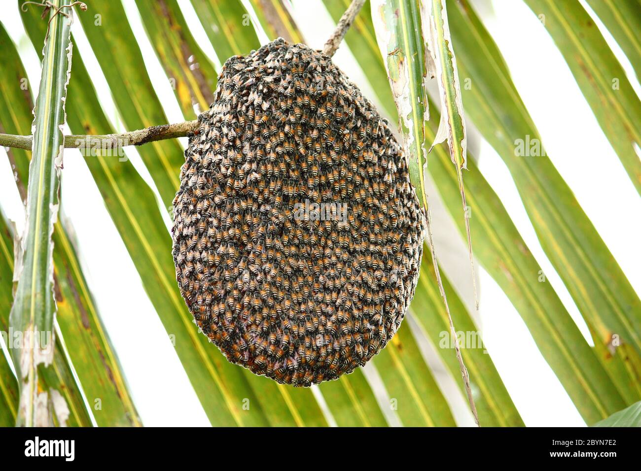 Bees inside beehive queen hi-res stock photography and images - Alamy