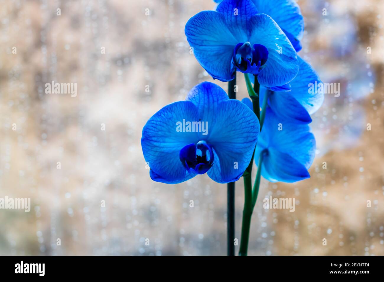 Beautiful and blue delicate orchid flowers Phalaenopsis isolated at