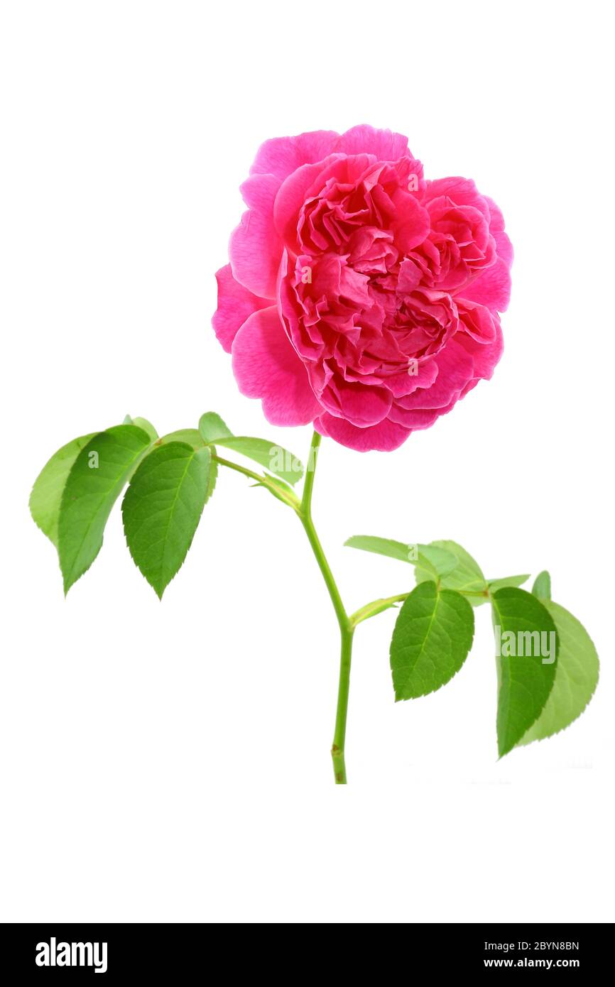 fresh rose from garden isolated on white background Stock Photo - Alamy