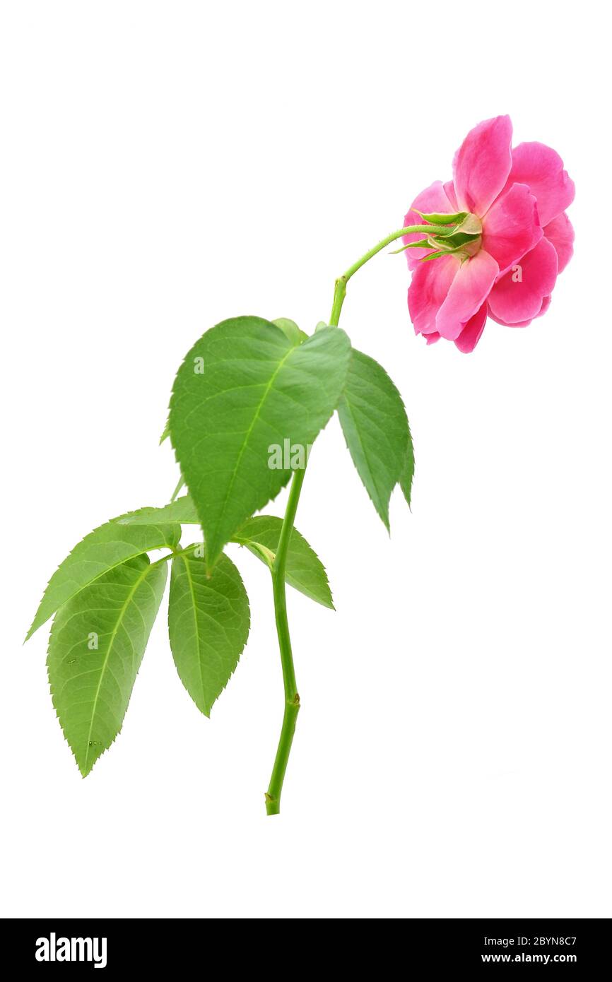 fresh rose from garden isolated on white background Stock Photo - Alamy