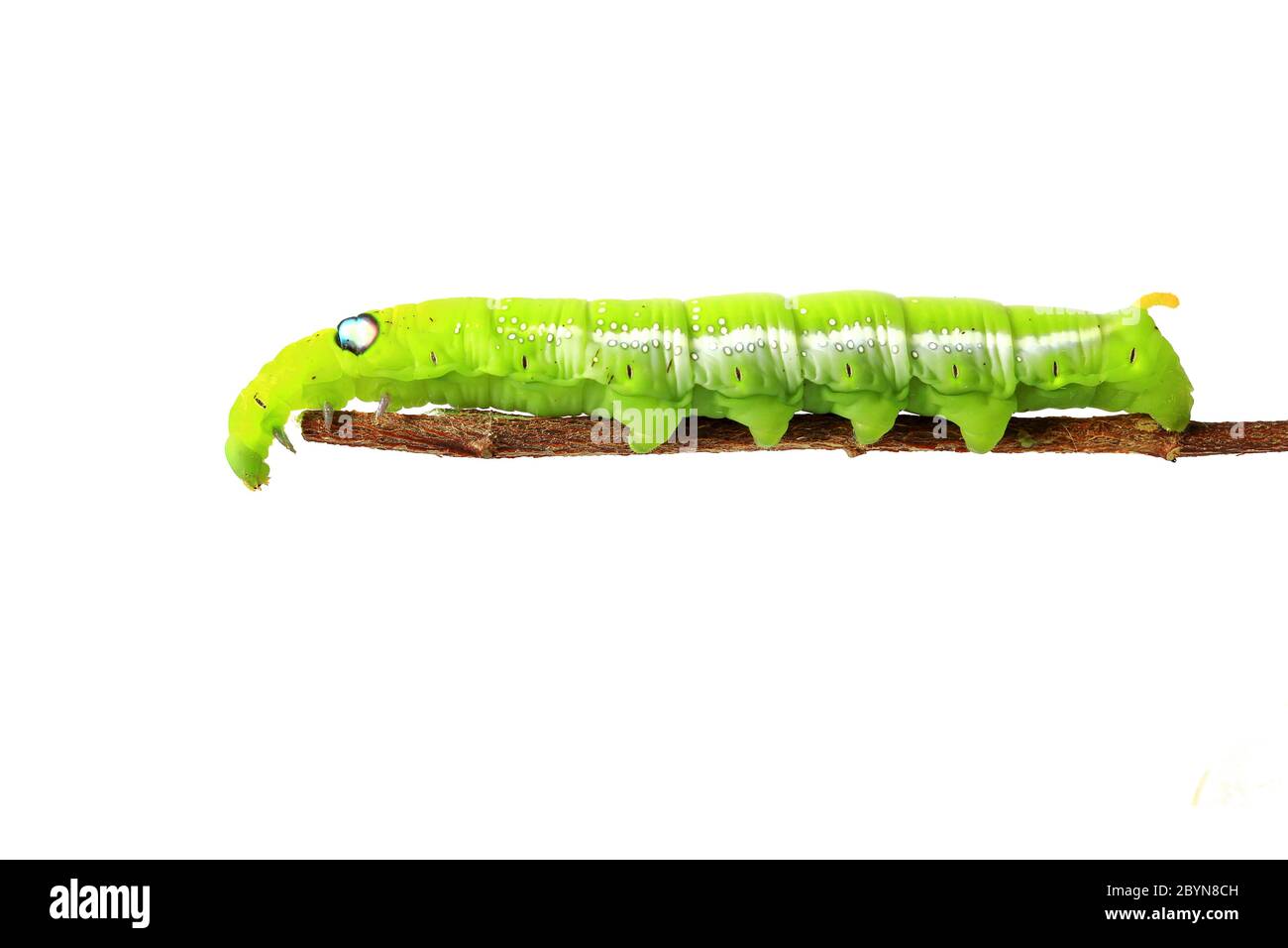 green caterpillar isolated on white background Stock Photo - Alamy