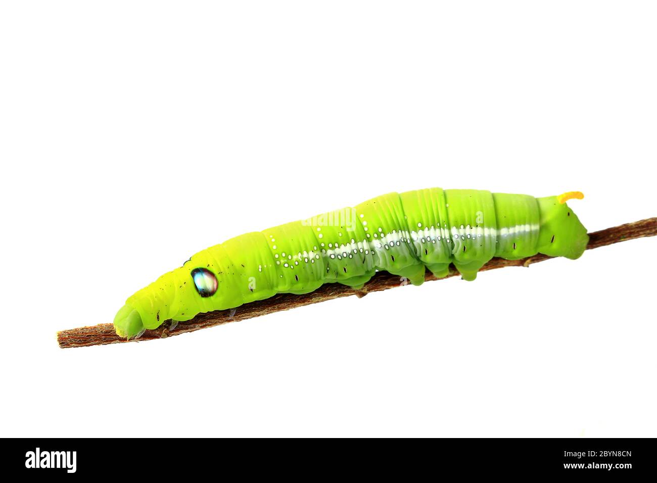 green caterpillar isolated on white background Stock Photo - Alamy