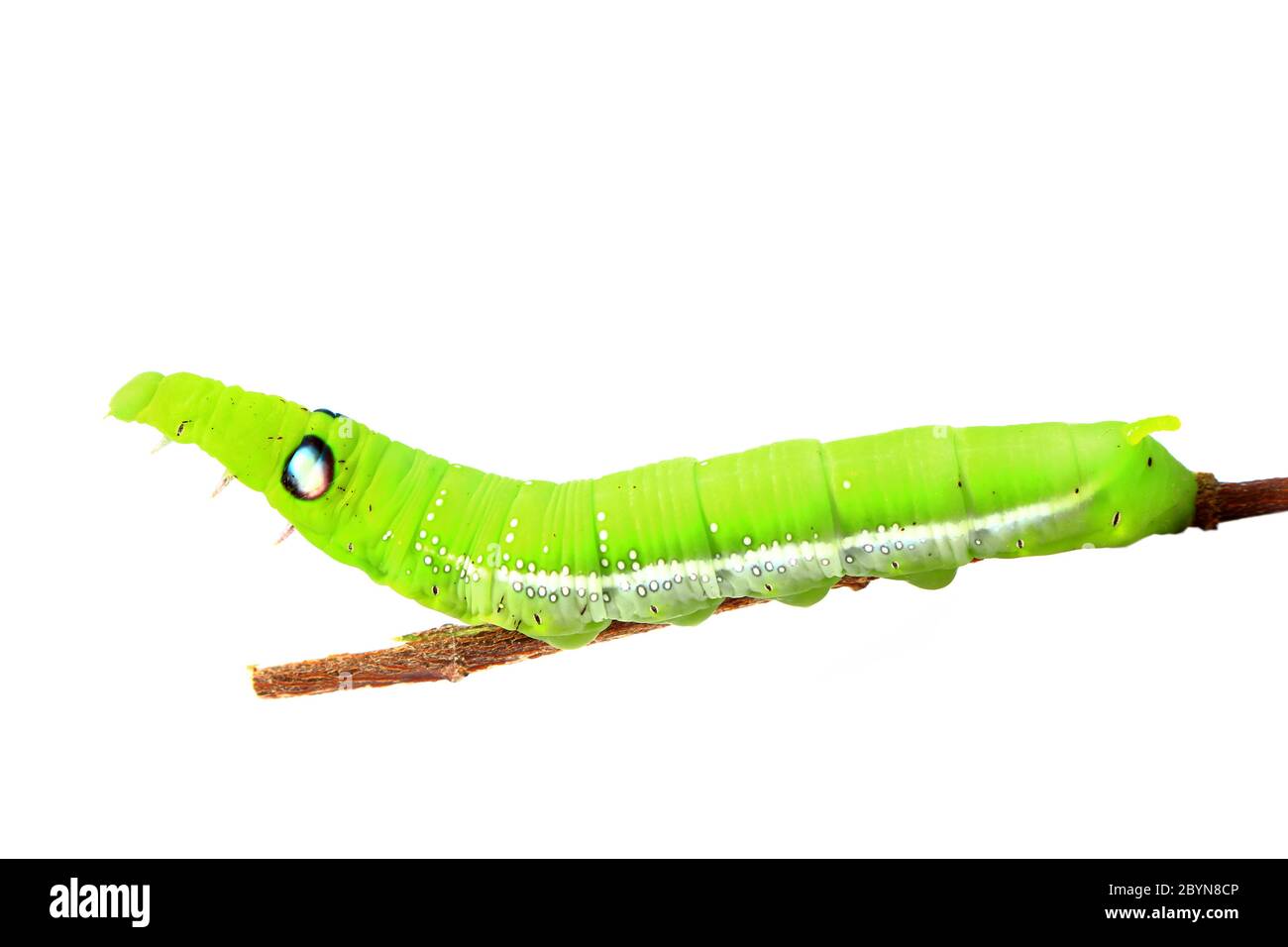 green caterpillar isolated on white background Stock Photo - Alamy