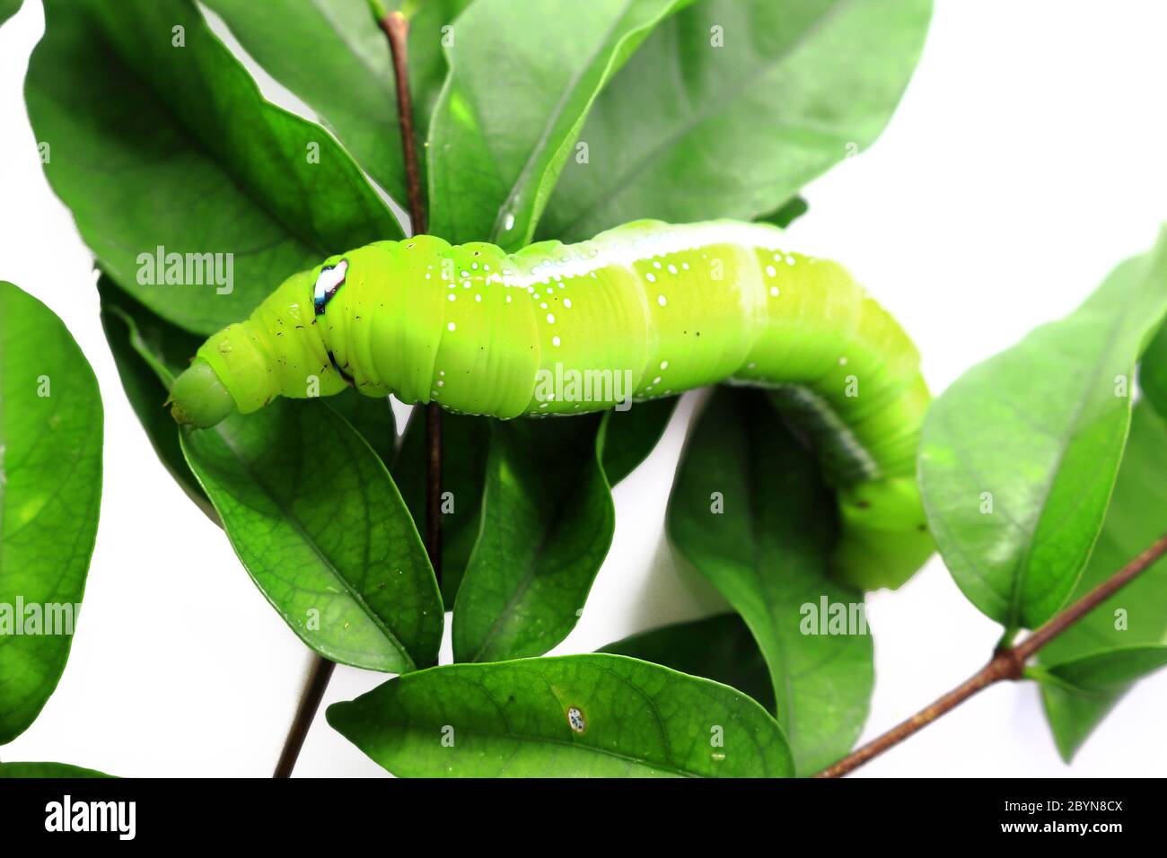 green caterpillar isolated on white background Stock Photo - Alamy