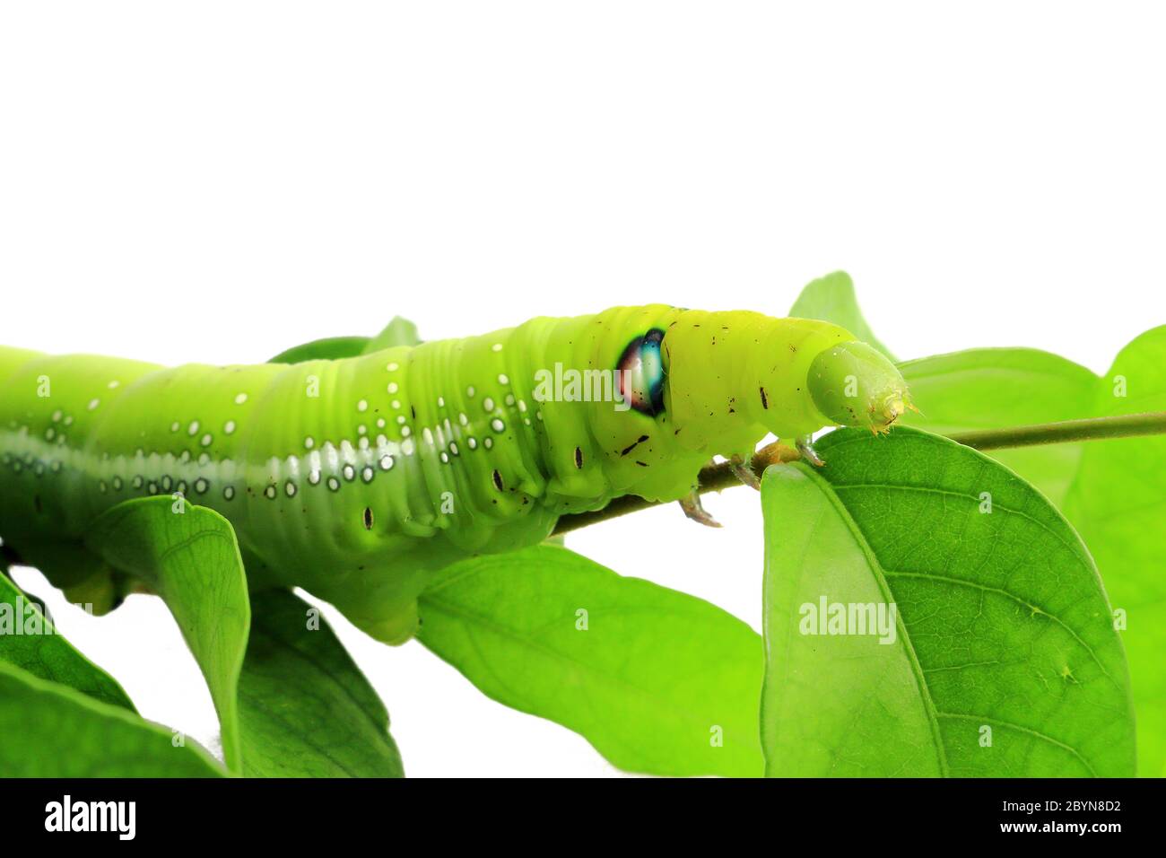 green caterpillar isolated on white background Stock Photo - Alamy