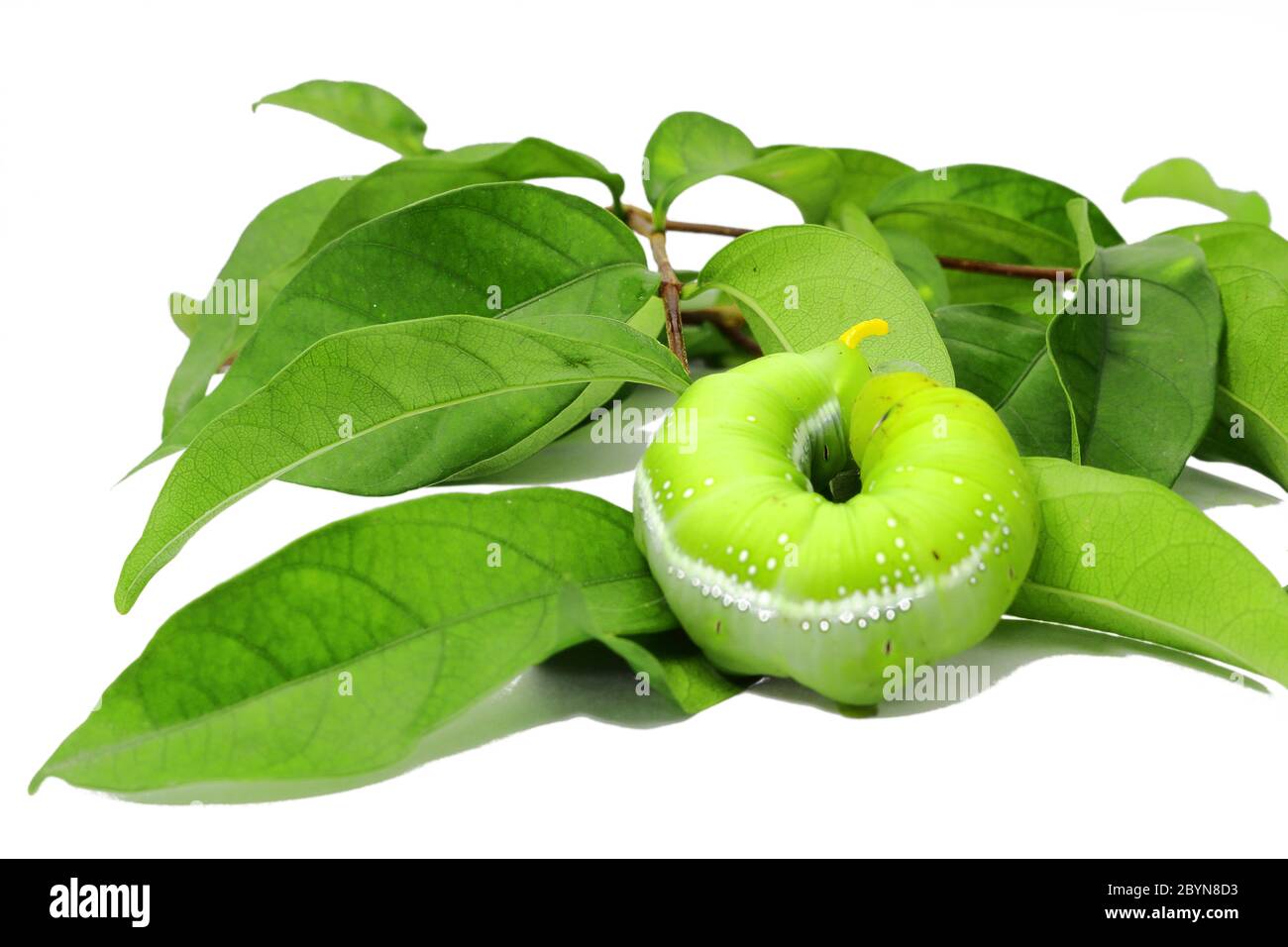 green caterpillar isolated on white background Stock Photo - Alamy