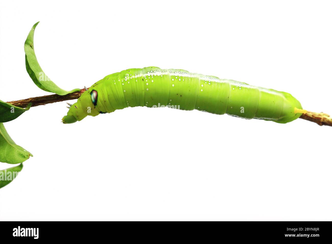 green caterpillar isolated on white background Stock Photo - Alamy