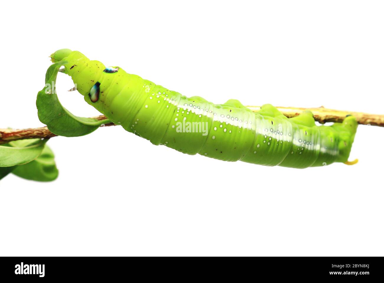green caterpillar isolated on white background Stock Photo - Alamy